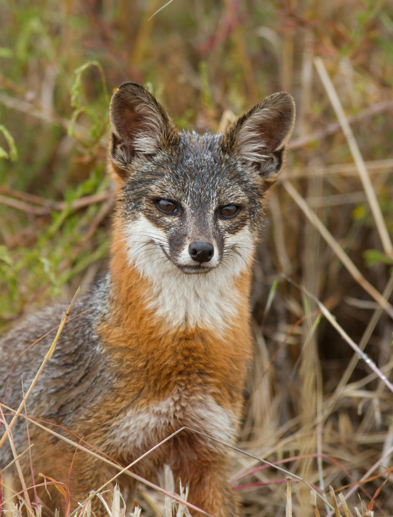 San Clemente Island Fox