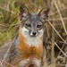 Gray Foxes - Photo (c) Adam J. Searcy, some rights reserved (CC BY), uploaded by Adam J. Searcy