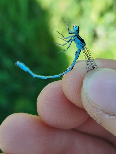 Coenagrion mercuriale