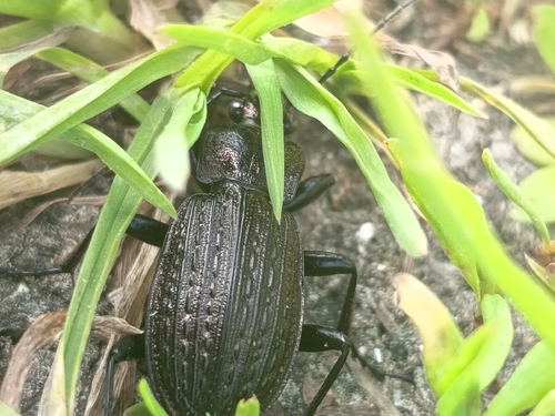 Granulated Ground Beetle