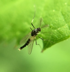 Paratendipes albimanus