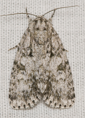 Acronicta retardata