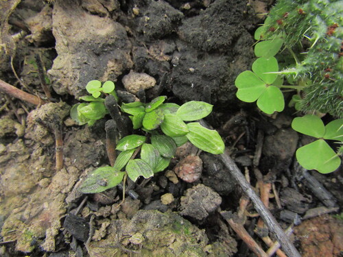 Luzuriaga polyphylla