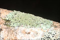 Austroparmelina conlabrosa
