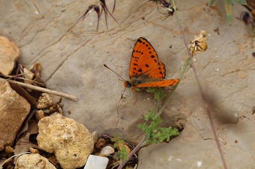 Acentria's Fritillary