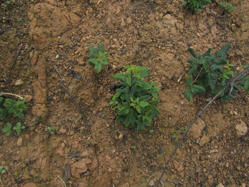 Boquila trifoliolata, photograph 1