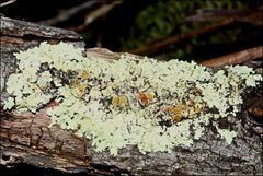 Flavoparmelia rutidota