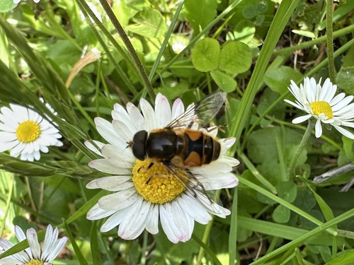Eristalis horticola