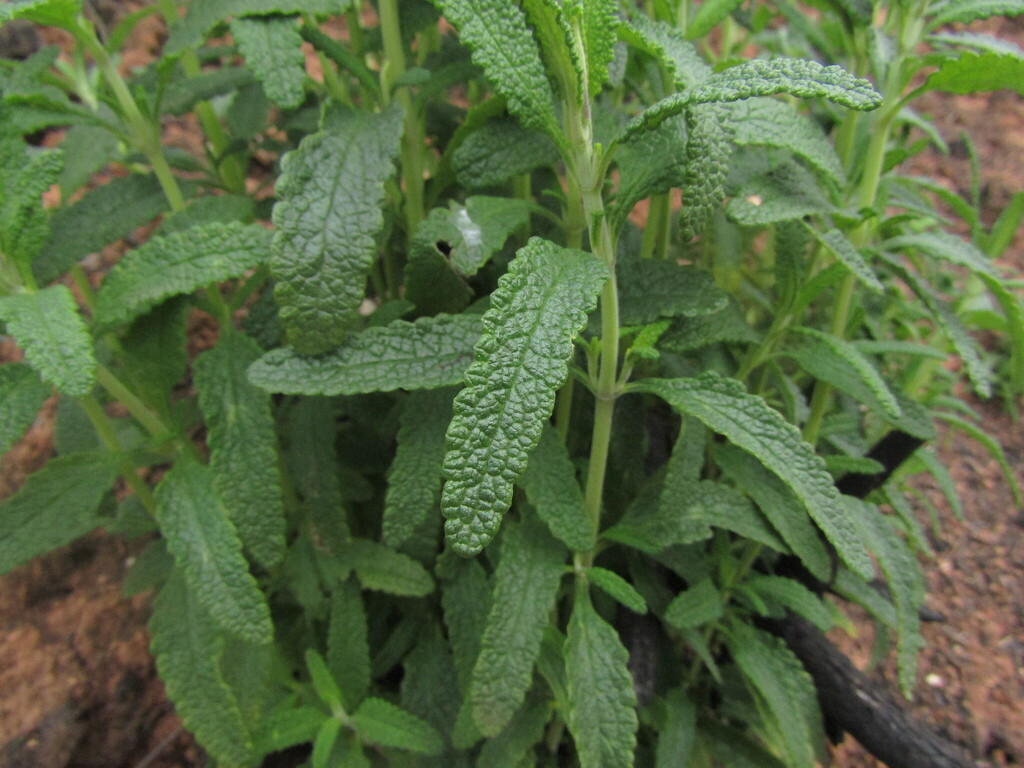 Lepechinia chilensis; photograph (c) Bruno Avilez, some rights reserved (CC BY)