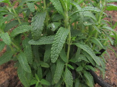 Lepechinia chilensis