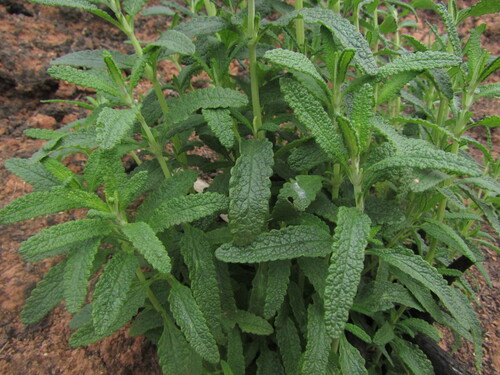 Lepechinia chilensis, photograph 1