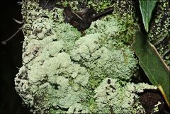 Neophyllis melacarpa