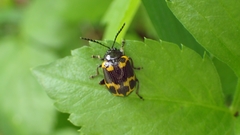 Gallerucida bifasciata