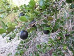 Reynosia uncinata