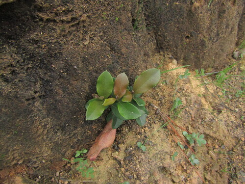 Myrceugenia planipes, photograph 2