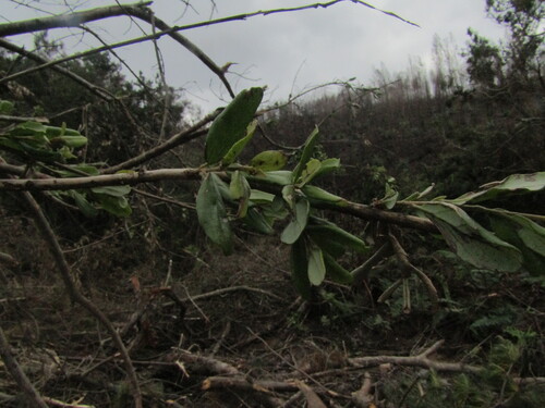 Lomatia dentata, photograph 4