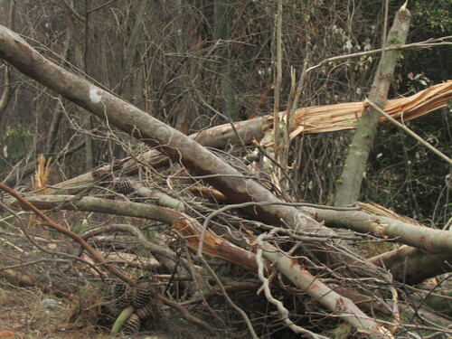 Lomatia dentata, photograph 5
