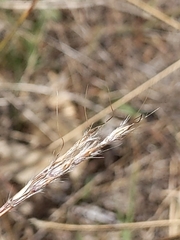 Bothriochloa macra