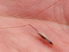 Bothriochloa macra