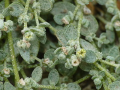 Atriplex buchananii