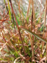 Bothriochloa macra