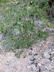 Reynosia uncinata, photograph author not stated, no rights reserved