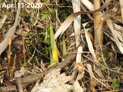 Typha orientalis