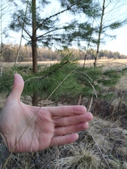 Lolium giganteum