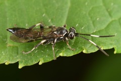 Coelichneumon navus