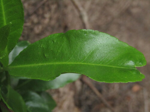 Pitavia punctata