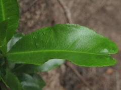 Pitavia punctata