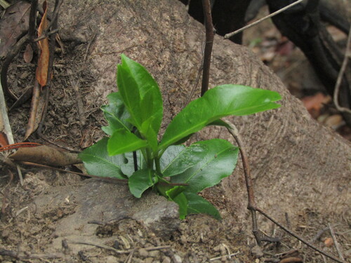 Pitavia punctata, photograph 3