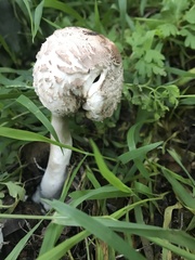 Rhacodium