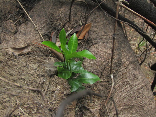 Pitavia punctata, photograph 4