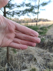 Lolium giganteum
