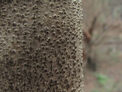 Pitavia punctata, photograph (c) Bruno Avilez, some rights reserved (CC BY)