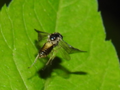 Acordulecerinae