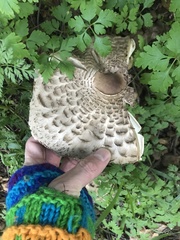 Rhacodium