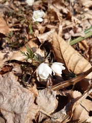 Anemonoides amurensis