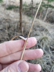 Lolium giganteum