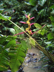 Heliconia aemygdiana
