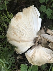 Rhacodium
