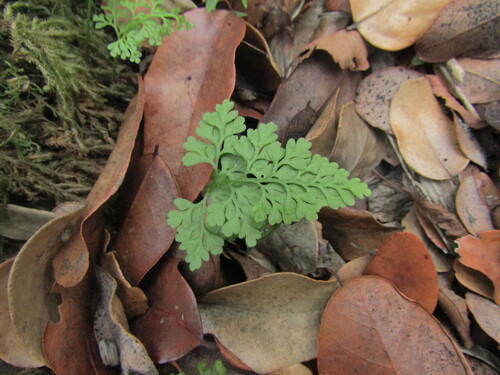 Asplenium dareoides, photograph 4