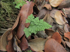 Asplenium dareoides, photograph (c) Bruno Avilez, some rights reserved (CC BY)