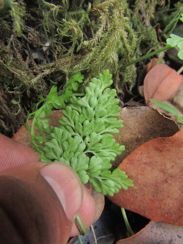 Asplenium dareoides, photograph 5