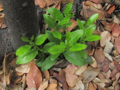 Laurelia sempervirens, photograph (c) Bruno Avilez, some rights reserved (CC BY)
