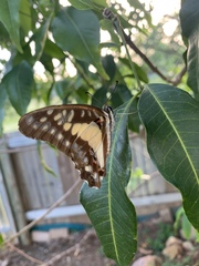 Graphium eurypylus lycaon