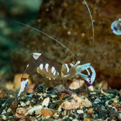 Ancylomenes magnificus