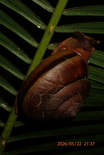 Nanina humphreysiana, 2026-05-22