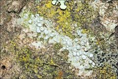 Pertusaria pertractata